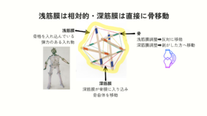 筋膜の図